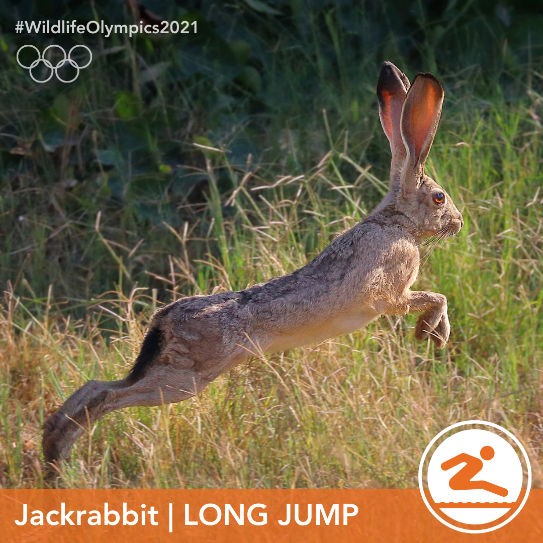 Olympics - Jackrabbit