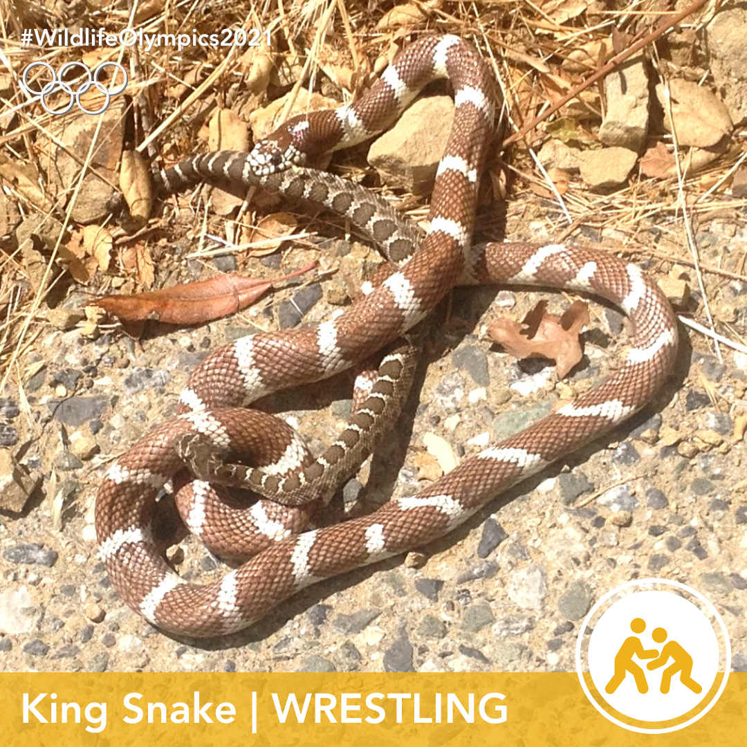 Olympics - King Snake