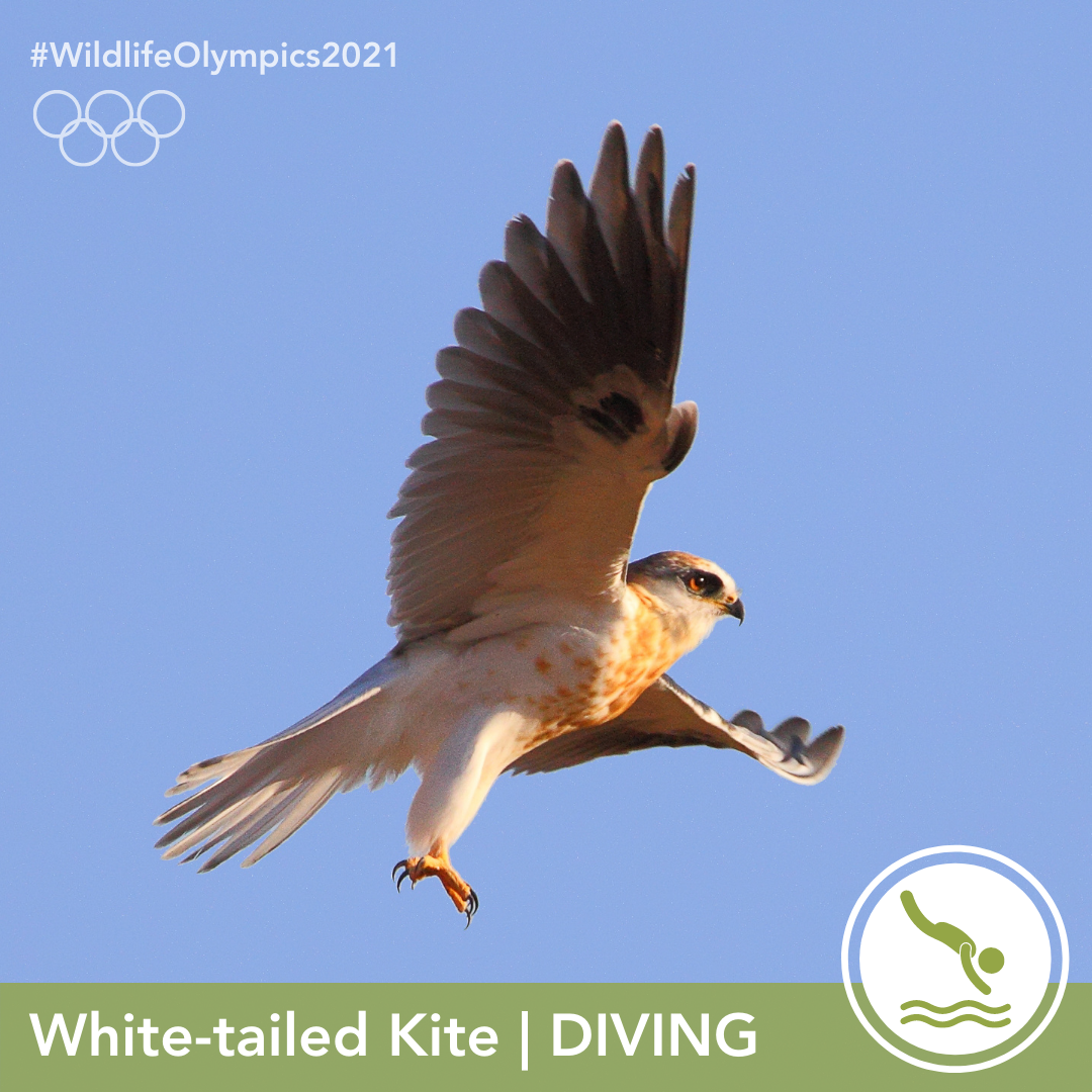 Olympics - Kite