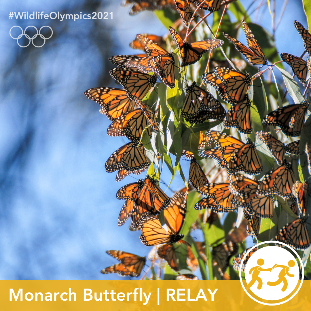 Olympics - Monarch