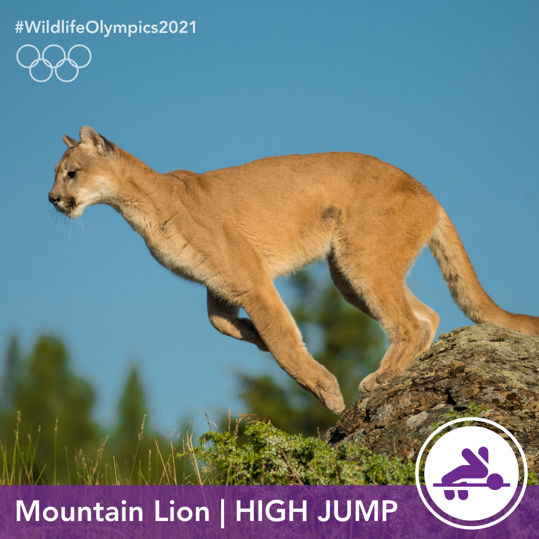 Olympics - Mountain Lion
