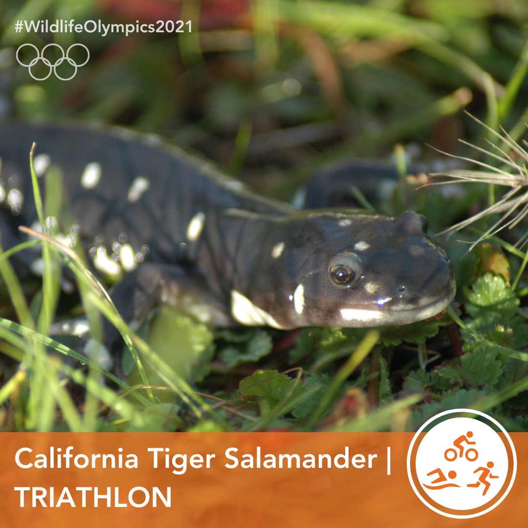 Olympics - Salamander