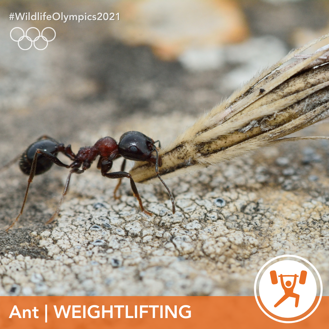 Olympics - ant