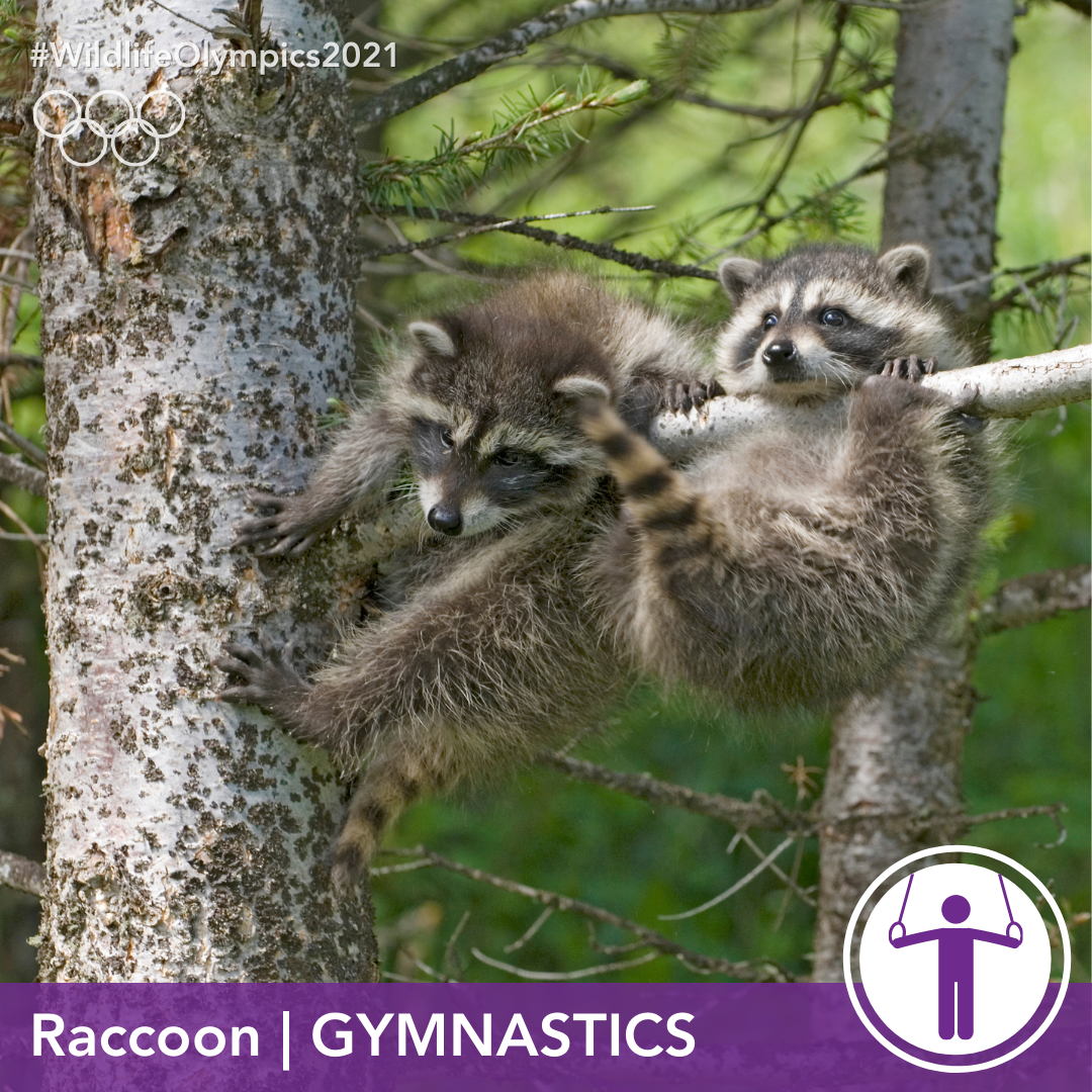 Olympics - raccoon