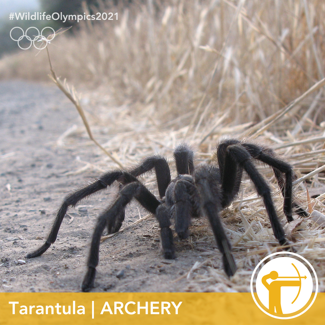 Olympics - tarantula