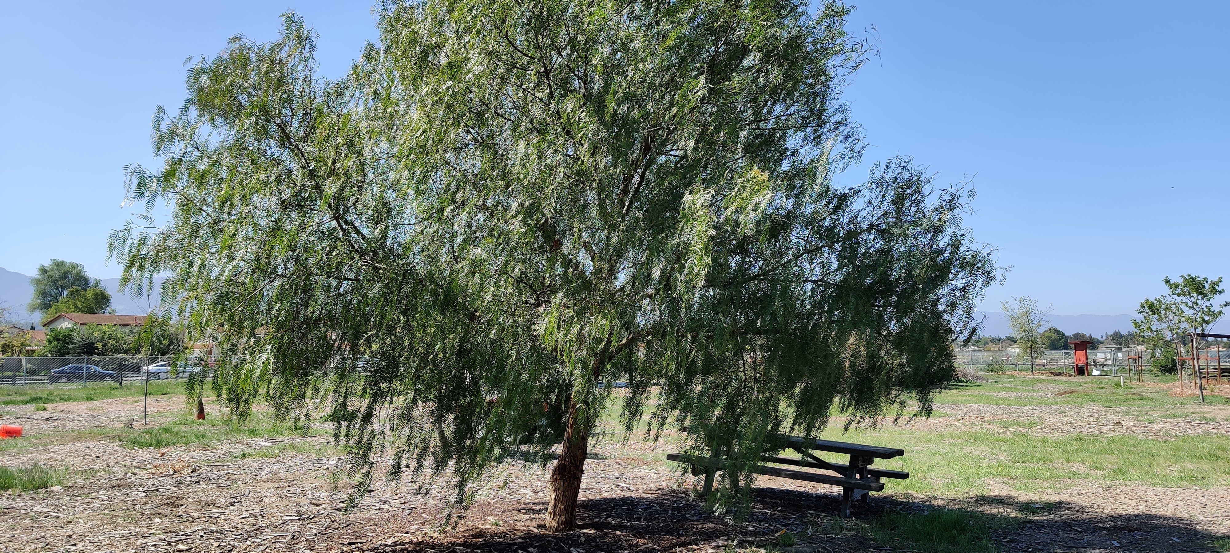 Large tree with picnic table in the shade