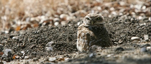Owl - Burrowing Owl - H-Mansur- 2011-06-12