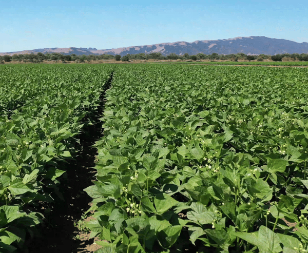 PRAP row crops-1