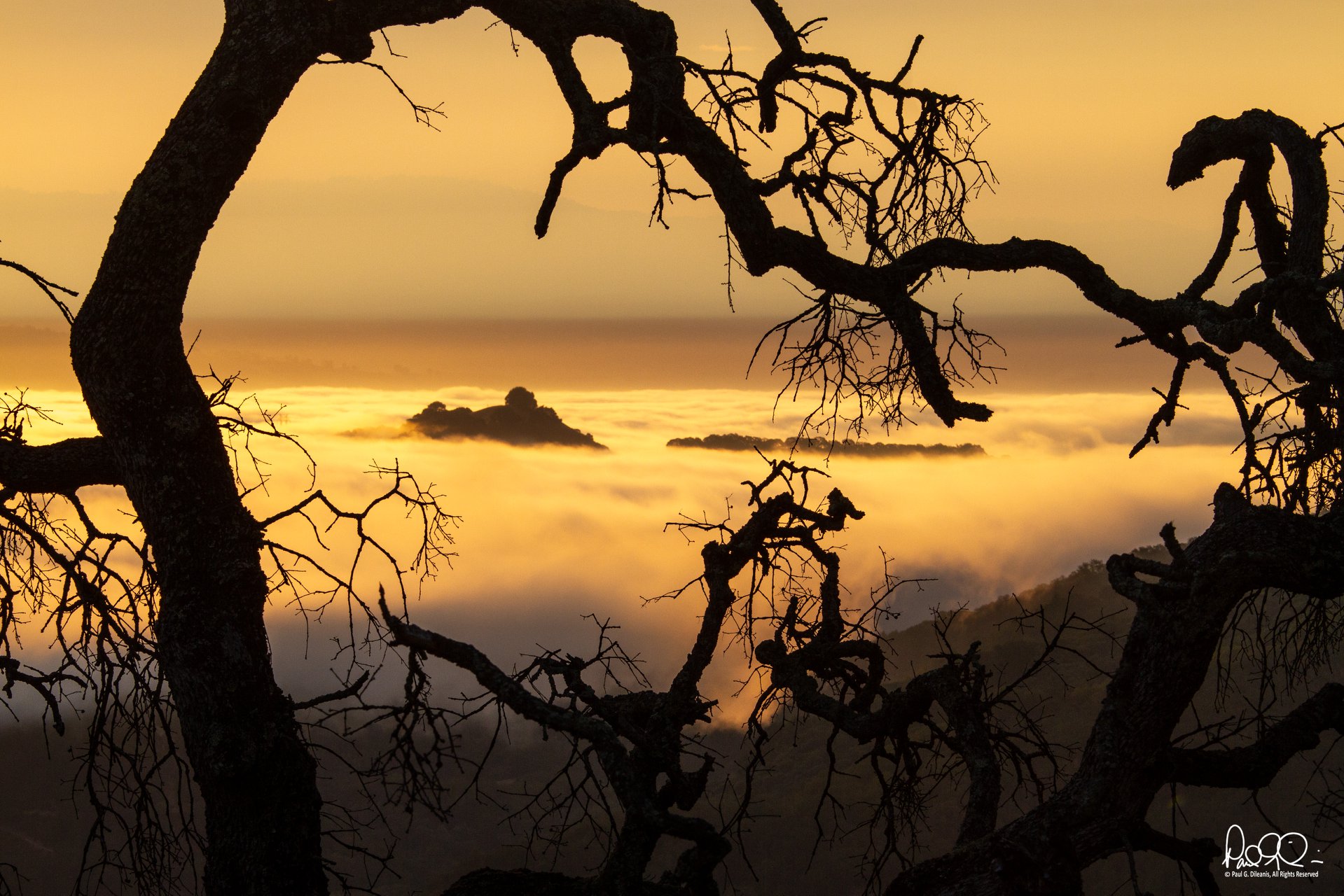 Paul Dileanis - Floating Oak Branches on the Mayfair Ranch Trail - Rancho Canada del Oro Open Space Preserve