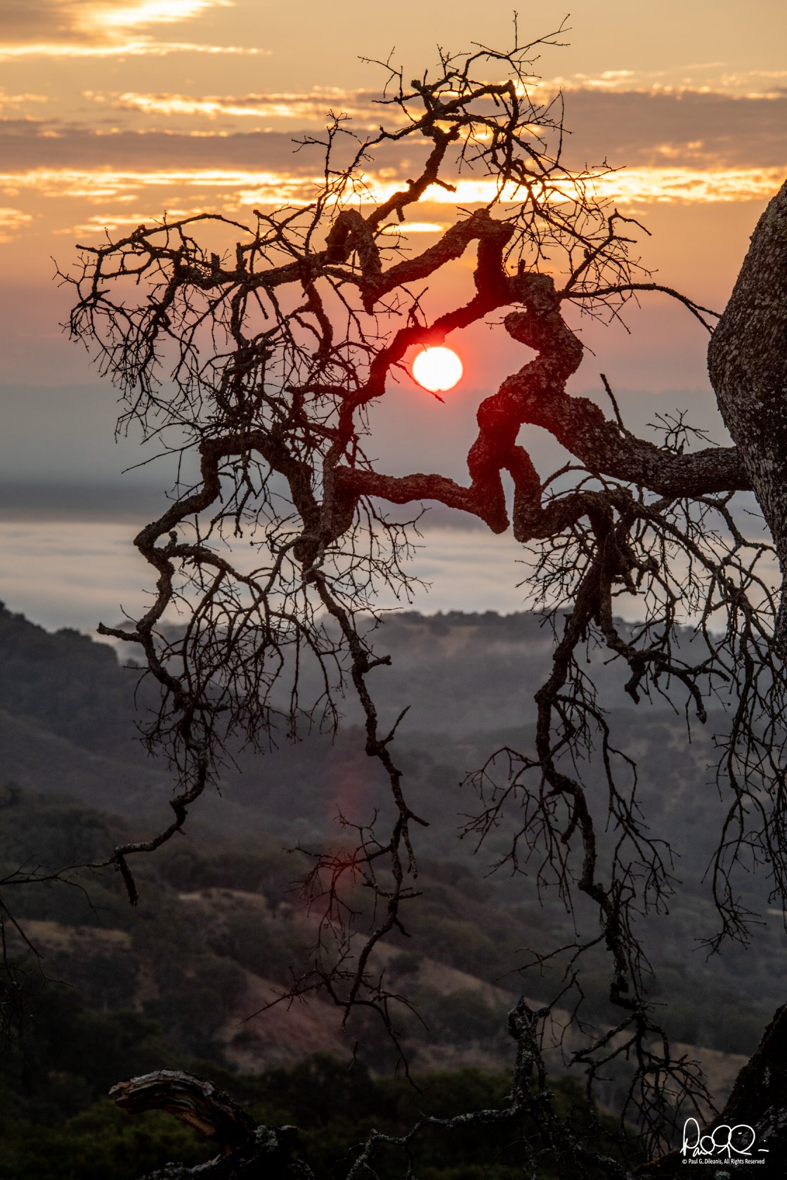 Paul Dileanis - Oak Branches on the Mayfair Ranch Trail - Rancho Canada del Oro Open Space Preserve