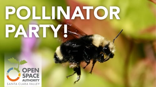 A bumblebee with text above that says "Pollinator Party!"