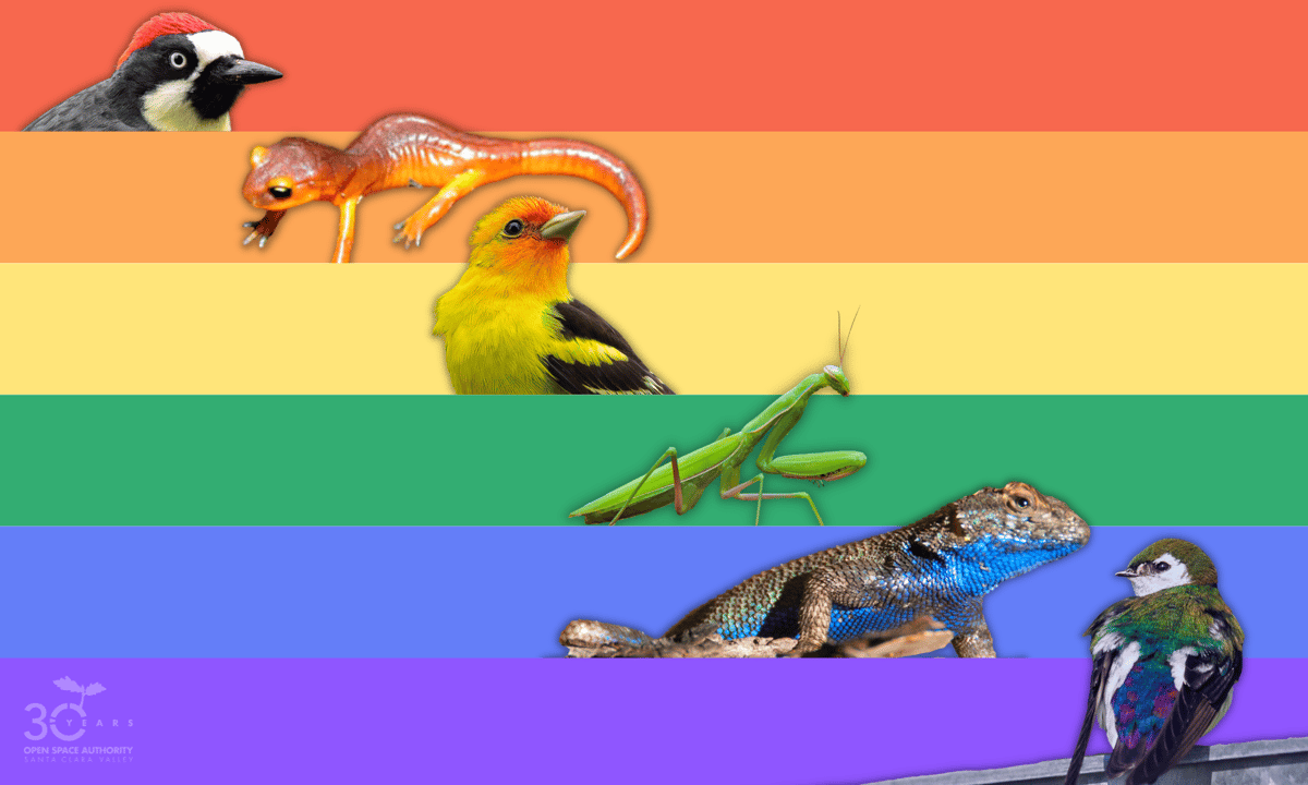 The traditional 6-color Pride flag, with a photo of native animals representing each color