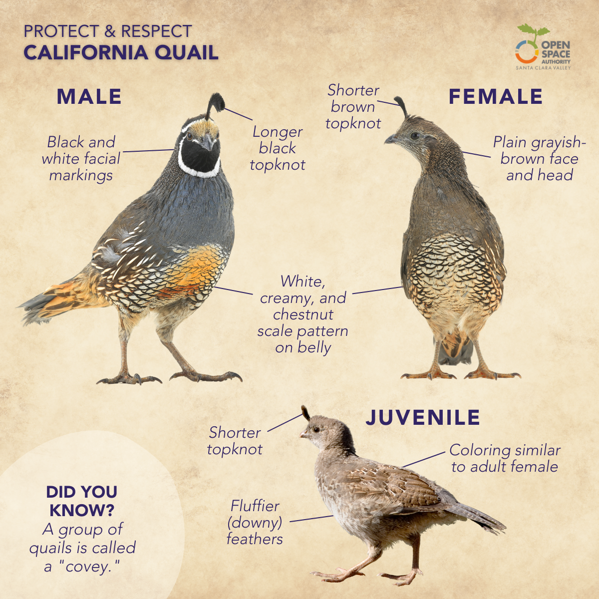 Quail infographic