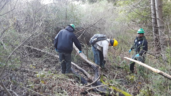 RCAN - CCC Broom Pull - C.Irrebaria - 2-9-19 - 2-1