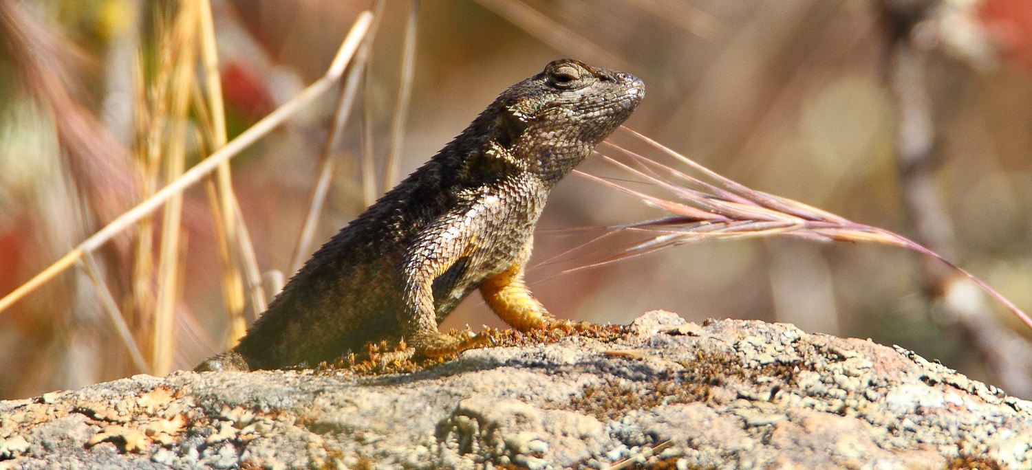 RCAN - Western Fence Lizard - D-mauk - May-27-2018 - 1-1