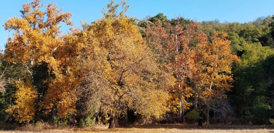 RCAN---Fall-landscape---Christi-Cerna---2020-11-20---4-edit-1