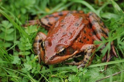 Rana-Draytonii-California-Red-legged-Frog-1