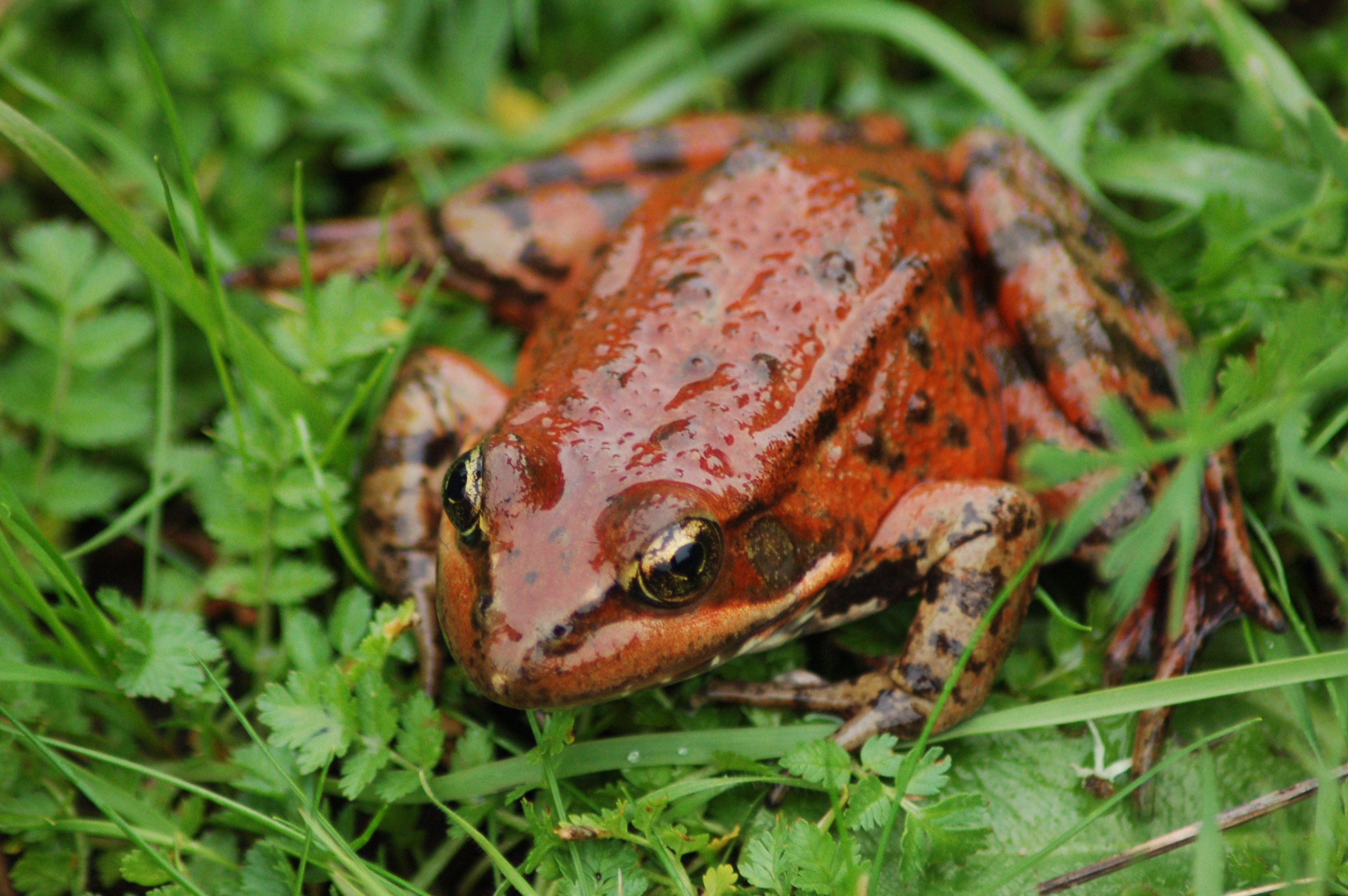 Rana-Draytonii-California-Red-legged-Frog