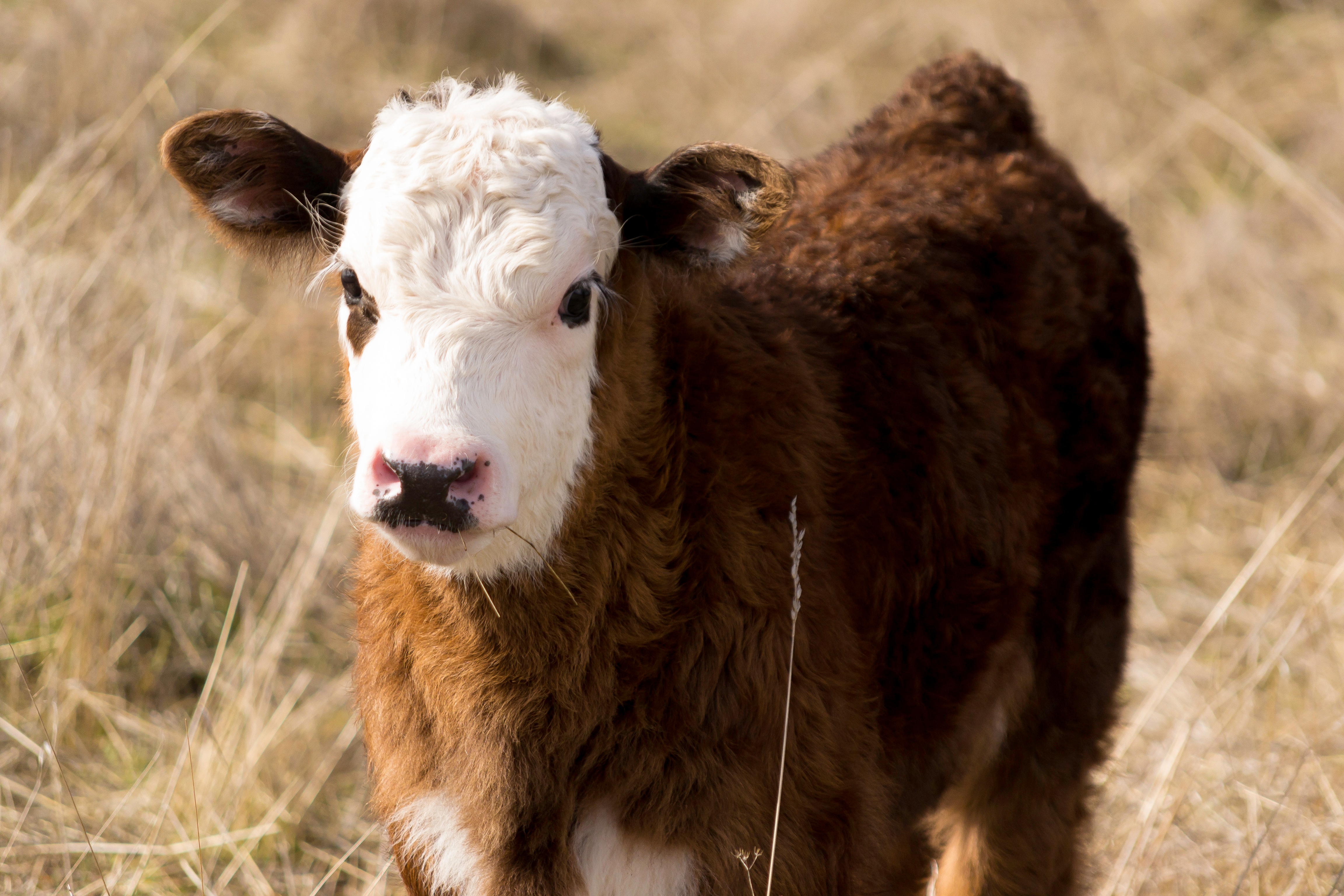 Rancho - Cow -  OSA - 11-02-2014 -  2.jpg