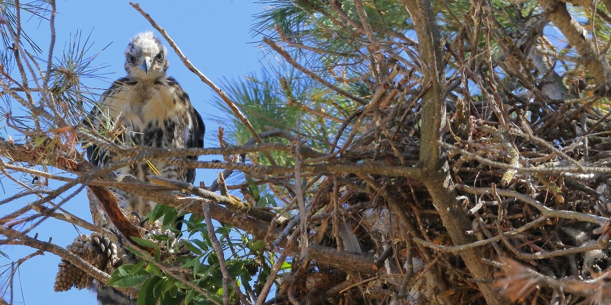 Red-tailed hawk - D-Mauk-1