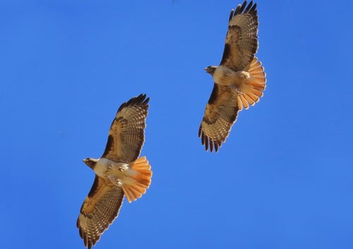 Red-tailed-hawks---D-Mauk---2021-004-29---1-1