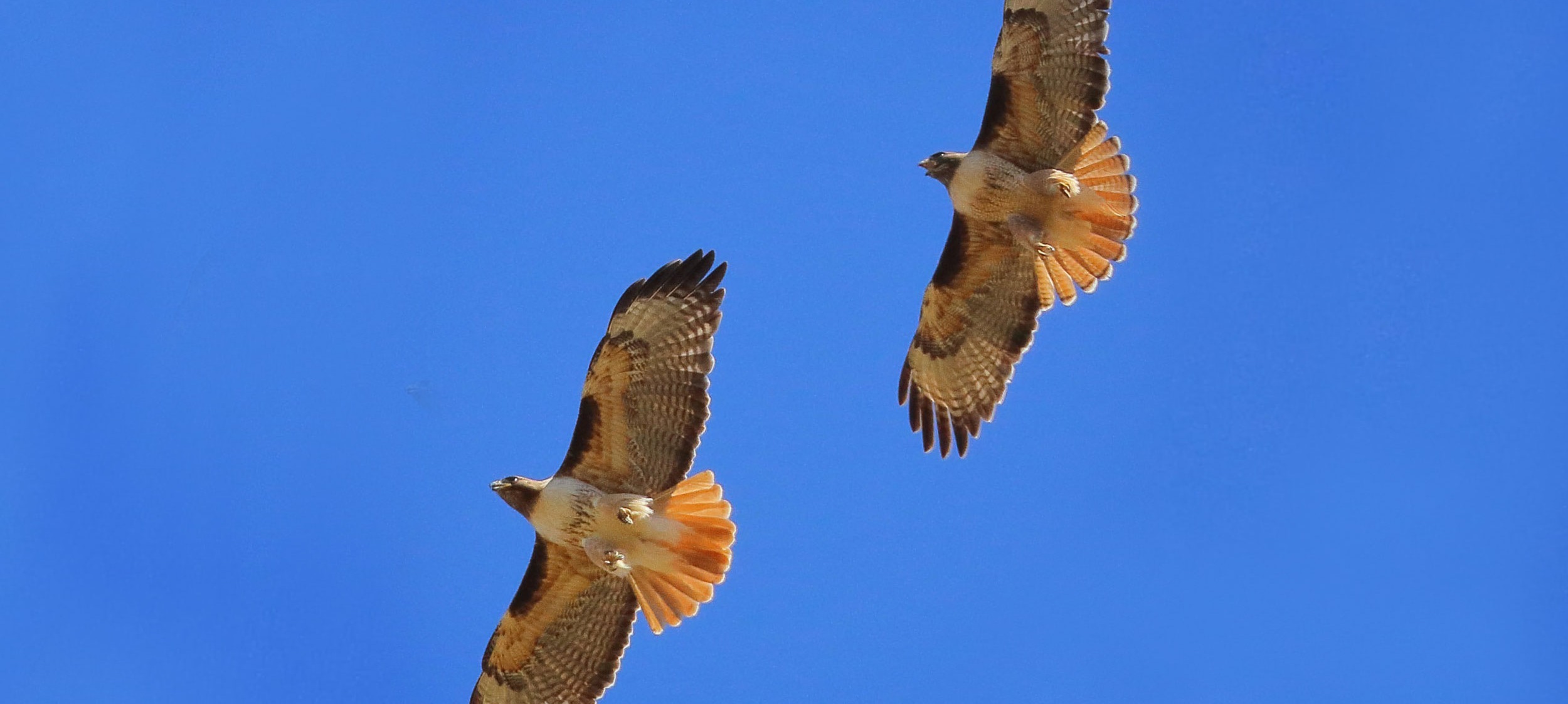 Red-tailed-hawks---D-Mauk---2021-004-29---1