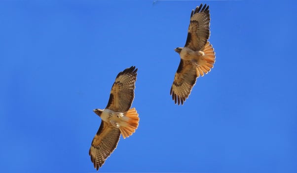 Red-tailed-hawks---D.Mauk---2021-004-29---1