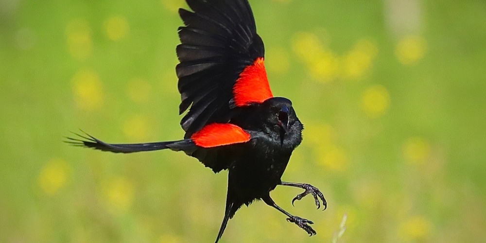 Red-winged blackbird - D-Mauk - 2023-04 - 3-1