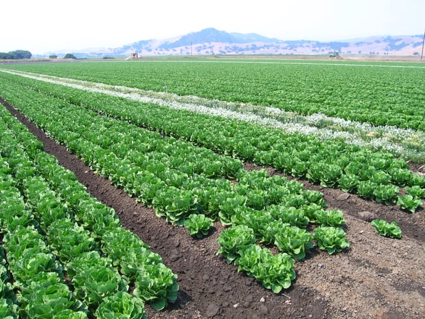 Row Crops - C.Hutnik - 06-2008 - 9