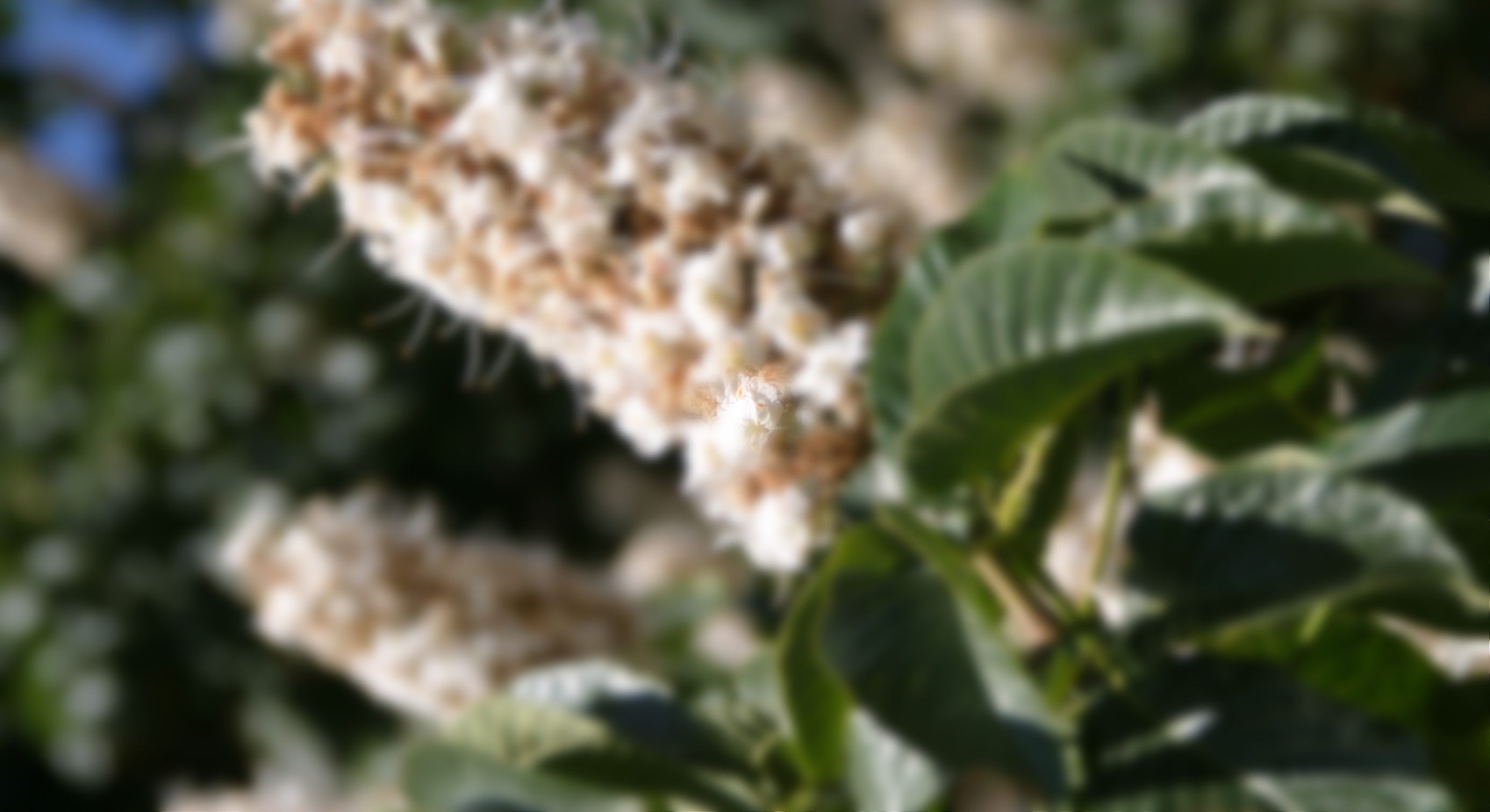 SV - Boccardo27 - DTharp - 6-25-05 ORIG-905084-edited