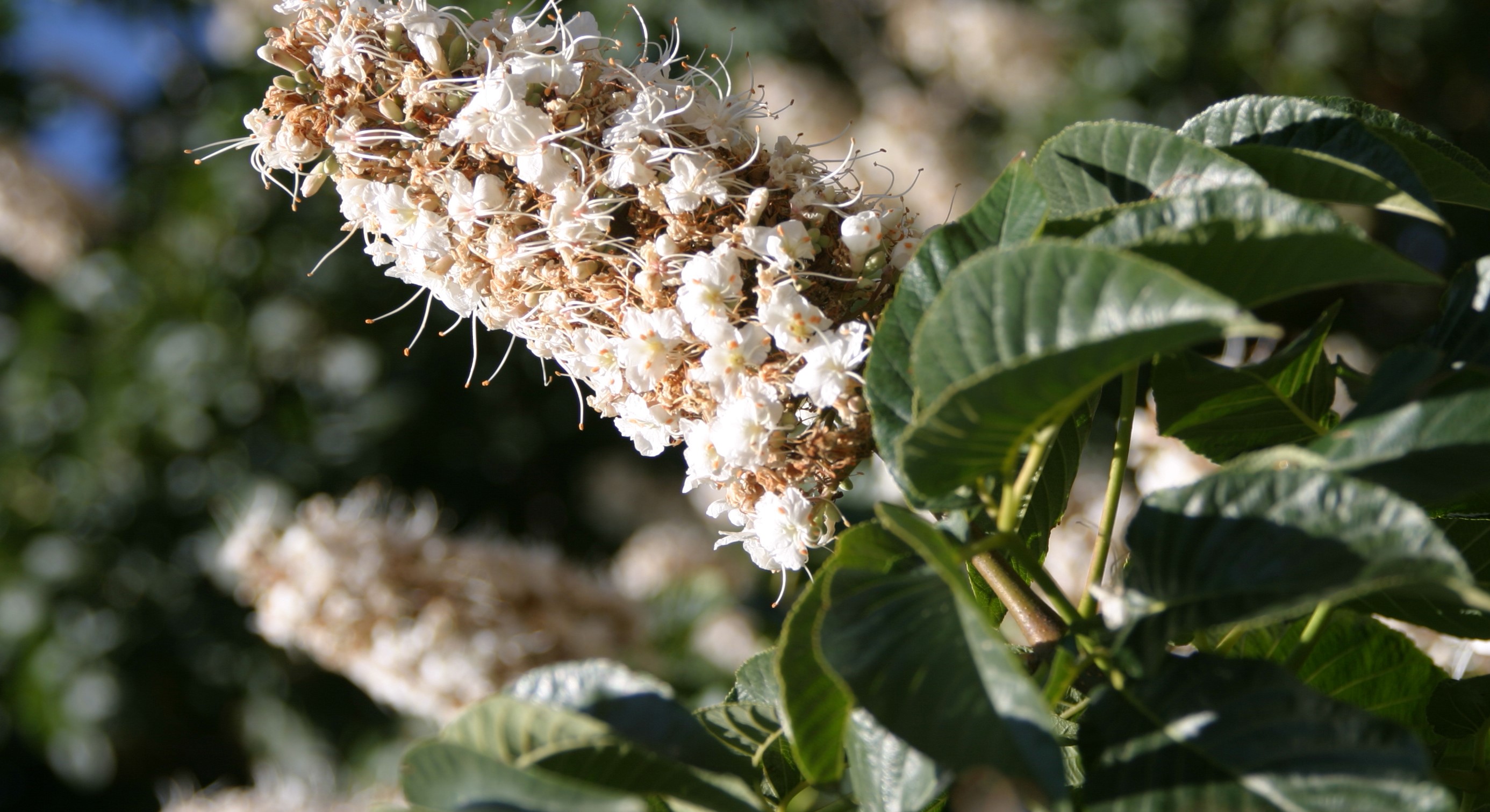 SV - Boccardo27 - DTharp - 6-25-05 ORIG