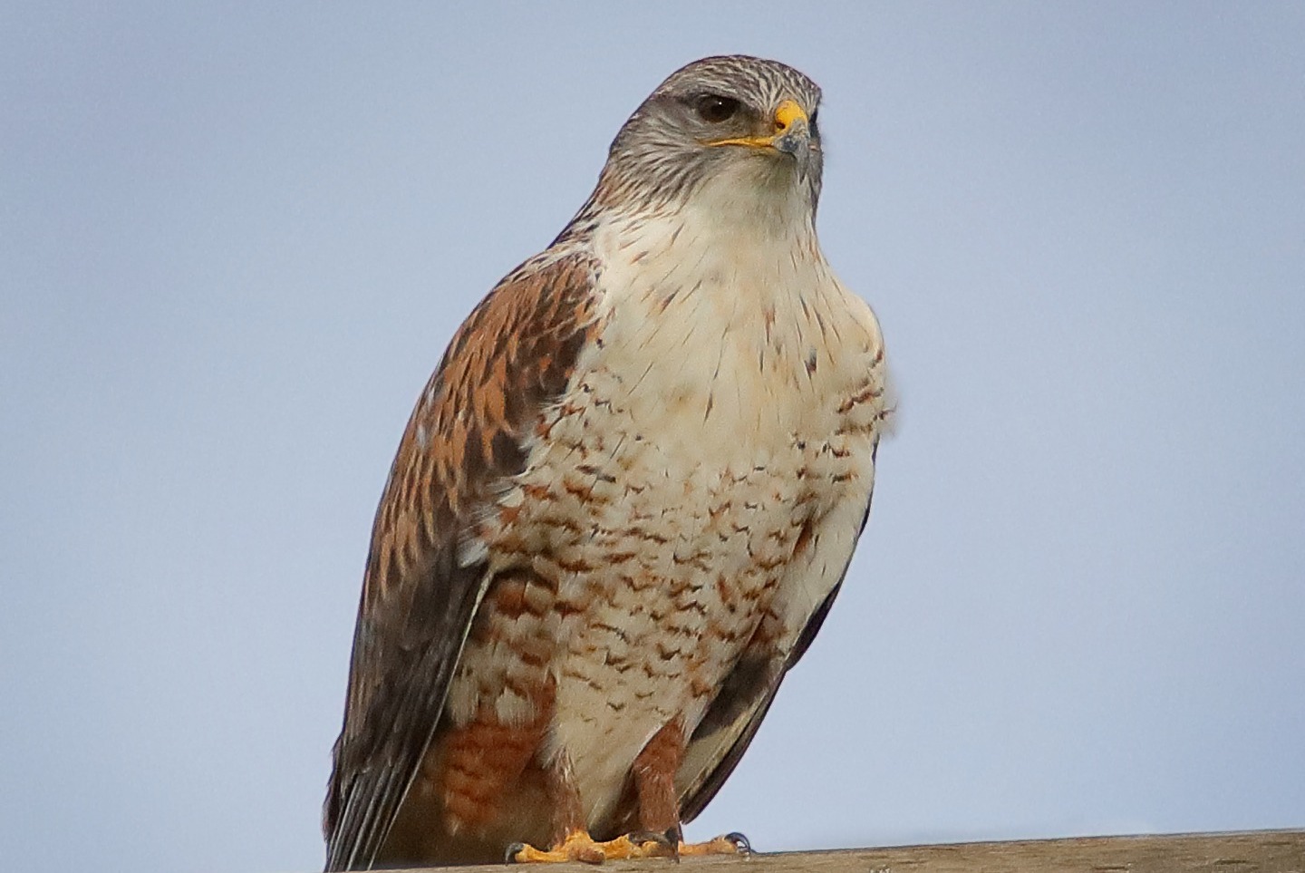 SVIS - Ferruginous Hawk - D-Mauk - 2021-01