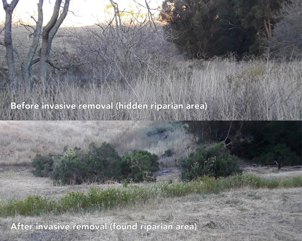 SVIS - Furtado riparian - A.Campusano - beforeafter