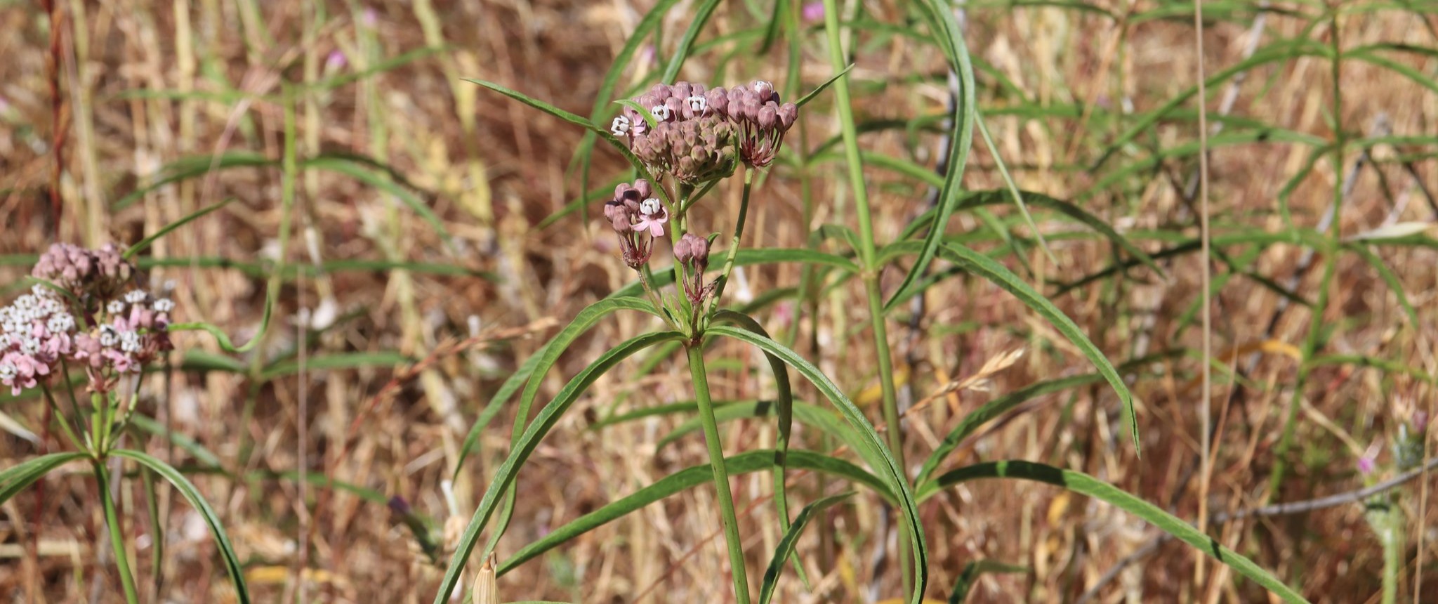 SVIS - Furtado volunteers milkweed - K-Hill - 2022 - 1