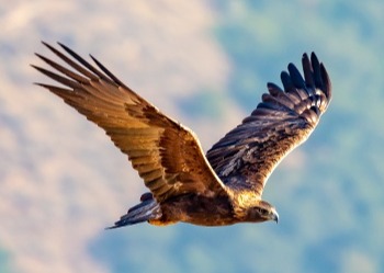 SVIS - Golden eagle - Roberto Martinez - 2019 - 3-1-1