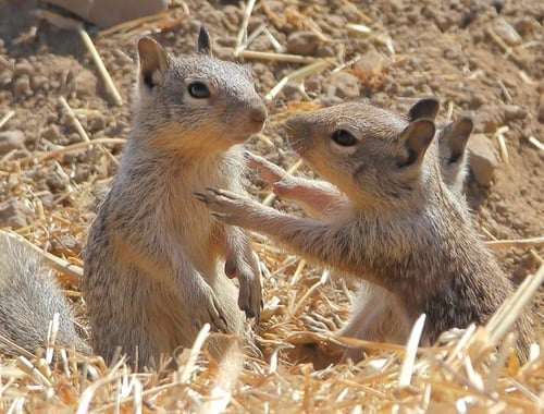 SVIS - Ground Squirrels - D-Mauk - 2020-06-30 - 1-1-1