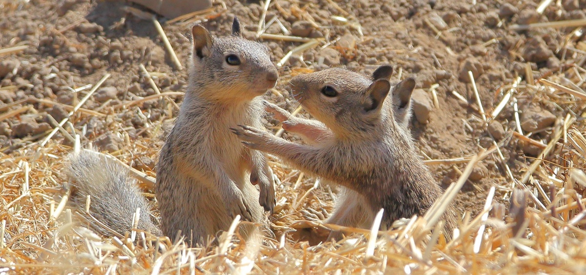 SVIS - Ground Squirrels - D-Mauk - 2020-06-30 - 1-1