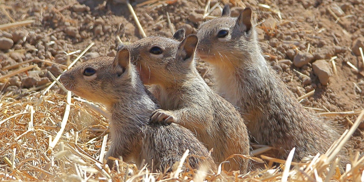 SVIS - Ground Squirrels - D-Mauk - 2020-06-30 - 2-1-1