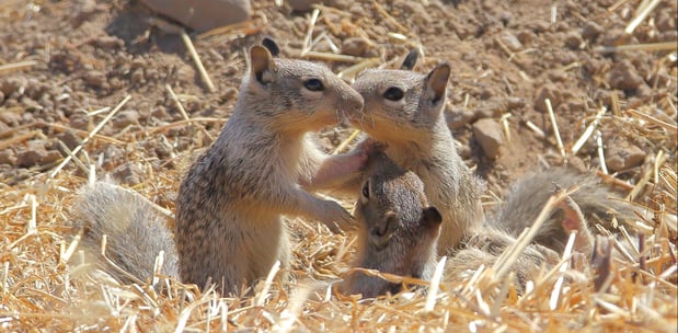 SVIS - Ground Squirrels - D-Mauk - 2020-06-30 - 5