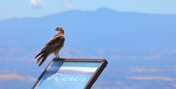 SVIS - Red Tailed Hawk - D-Mauk - 2020-05-24 - 4