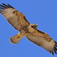 SVIS - Red-tailed hawk - D-Mauk - 2020-07-13 - 4
