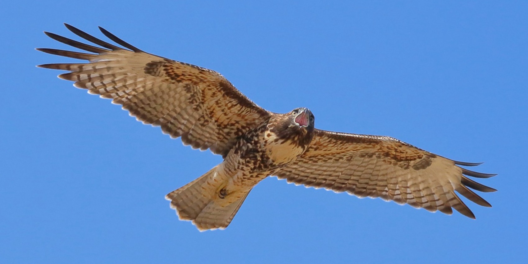 SVIS - Red-tailed hawk - D-Mauk - 2020-07-13 - 5-2-1