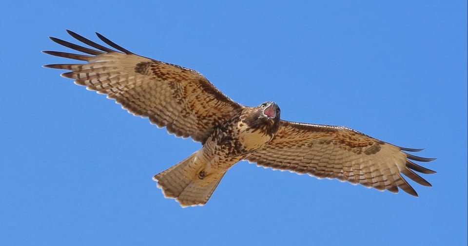 Red-tailed hawk flying against blue sky with beak wide open
