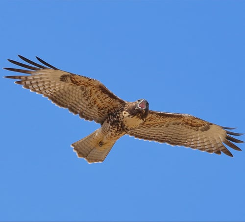 SVIS - Red-tailed hawk - D-Mauk - 2020-07-13 - 5