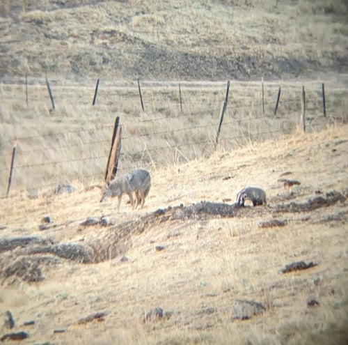SVIS - badger coyotes - 2023-10 - 1-1