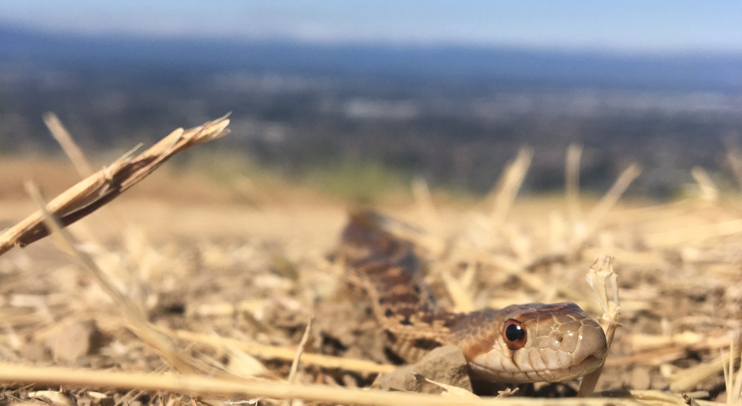 Gopher snake