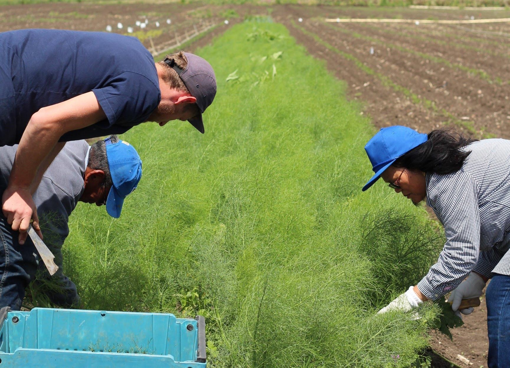 Sam and workers fennel harvest