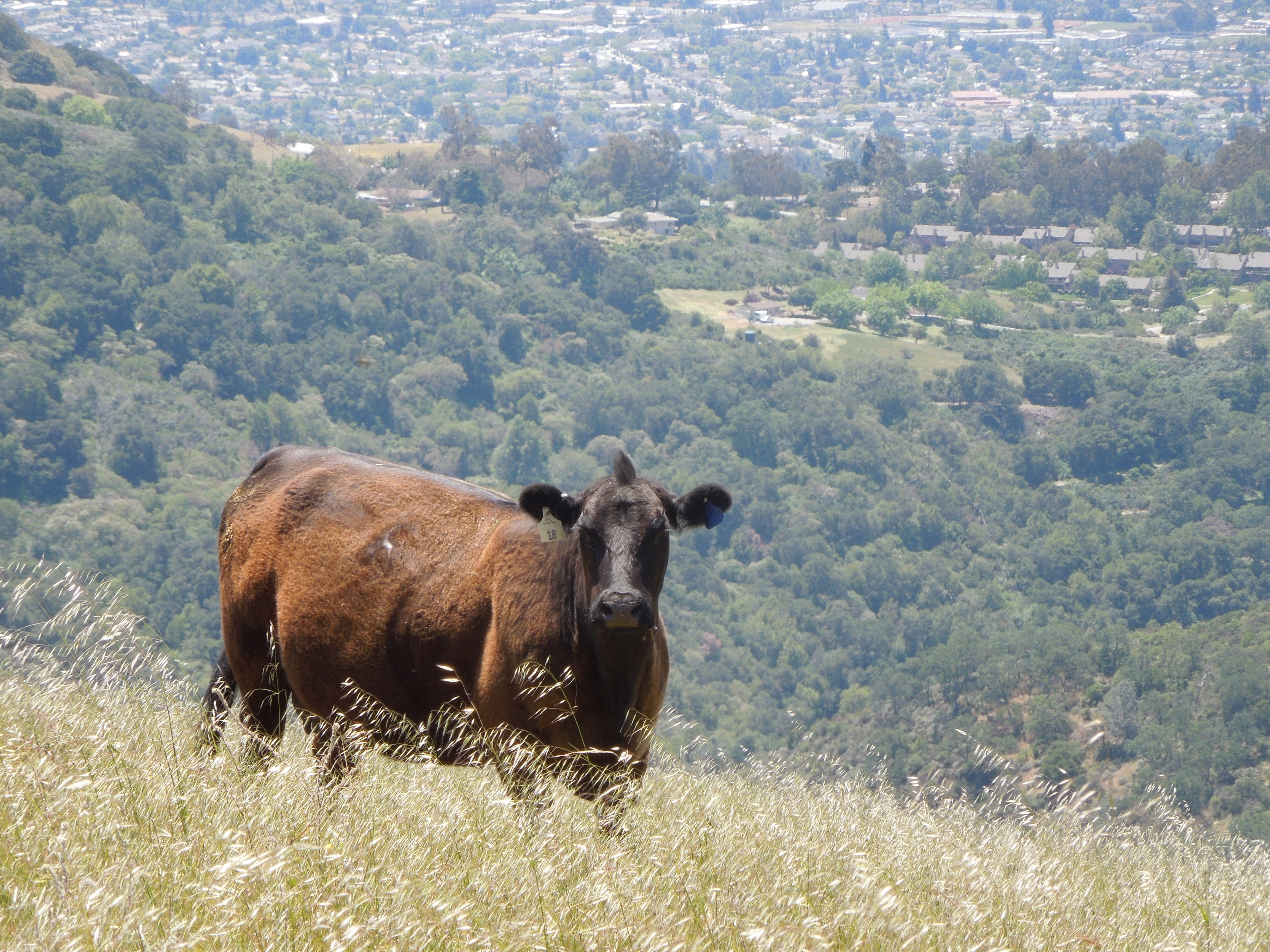 Sierra Vista - Cows - CK - 05-13-2014 - 3