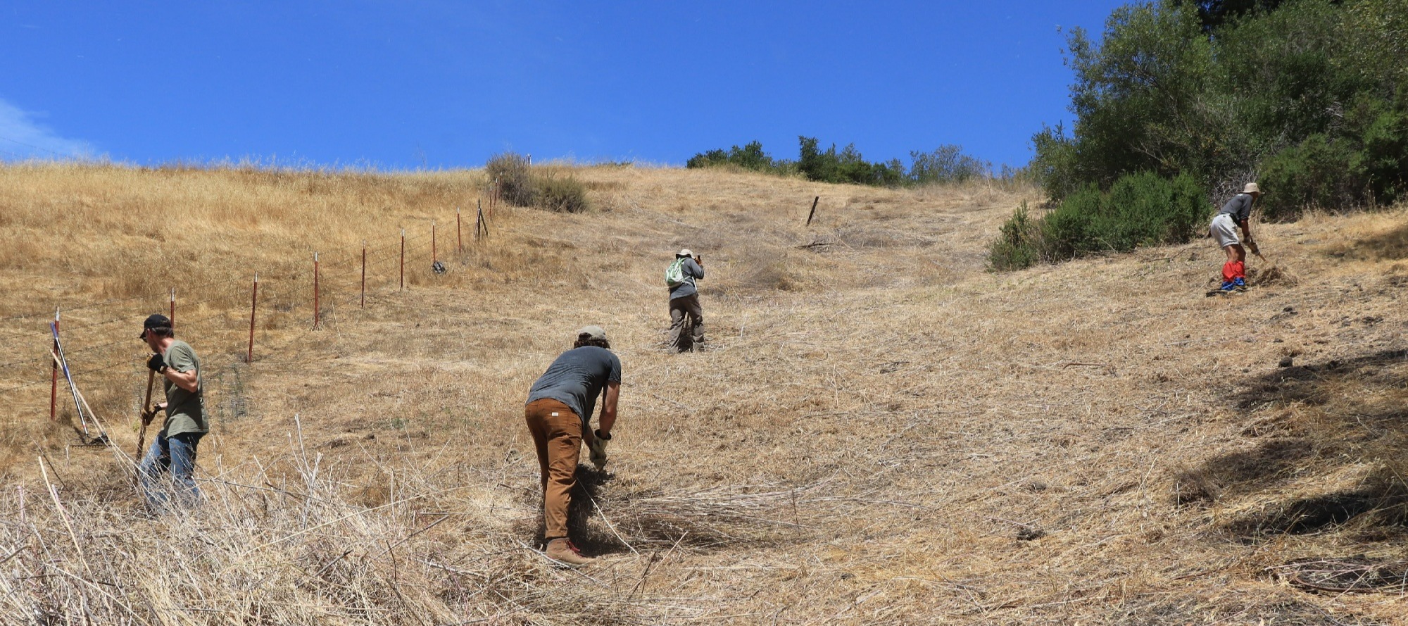 Site 2 -3 FurtadoInvasives7242021Khill1081-1