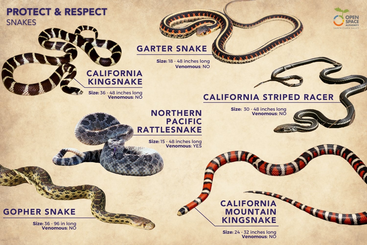 Snake Infographic - HORIZONTAL